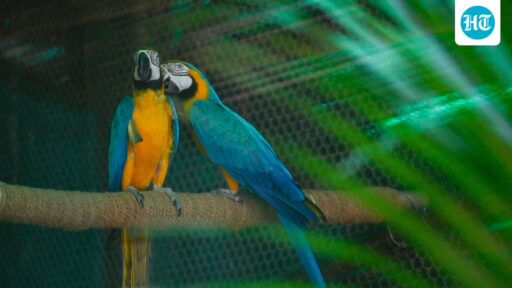looking-for-love:-delhi-zoo-seeks-partners-for-its-20-wild-singles