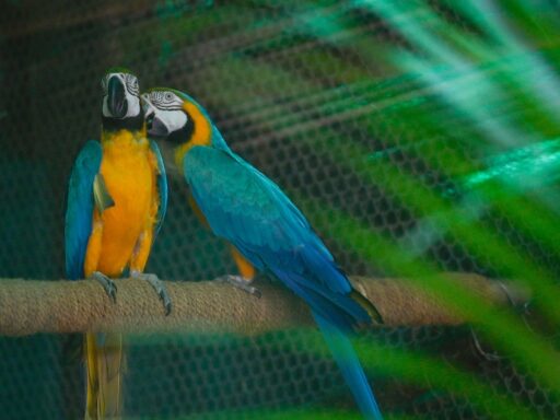 looking-for-love:-delhi-zoo-seeks-partners-for-its-20-wild-singles
