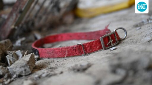 117-dog-remains-found-at-california-‘no-kill’-shelter,-many-with-gunshot-wounds