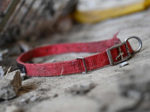117-dog-remains-found-at-california-‘no-kill’-shelter,-many-with-gunshot-wounds