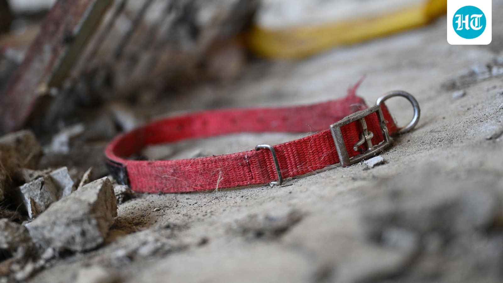 117-dog-remains-found-at-california-‘no-kill’-shelter,-many-with-gunshot-wounds